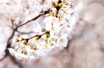 Obraz premium Selective focus of sakura or cherry blossom in Japanese garden