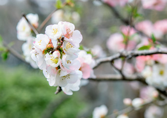 Obraz premium Selective focus of sakura or cherry blossom in Japanese garden