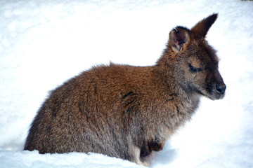 In winter a wallaby is any animal belonging to the family Macropodidae that is smaller than a...