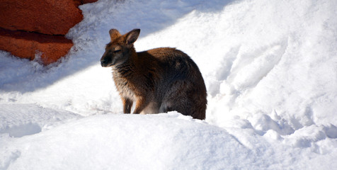 In winter a wallaby is any animal belonging to the family Macropodidae that is smaller than a...