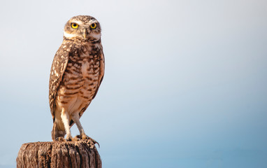 Wildlife