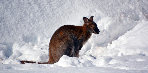 In winter a wallaby is any animal belonging to the family Macropodidae that is smaller than a...