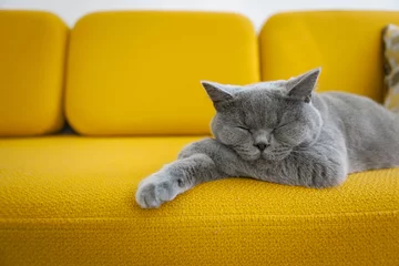 Poster Cat sleeping on a mustard yellow sofa. © Andrew