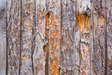 Texture of old coniferous tree with bark. Orange and gray color.