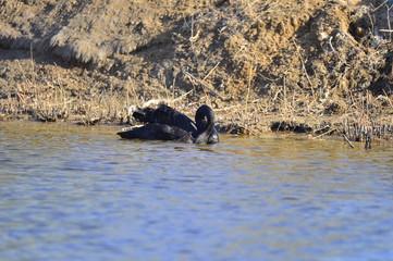 The black swan in the park