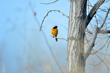 The north red Robins