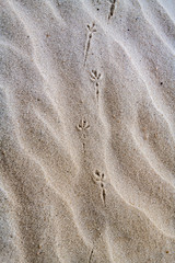 Fototapeta na wymiar Animal Tracks White Sands National Monument