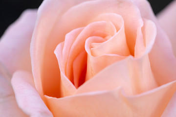close up pink rose flower soft focus. - obrazy, fototapety, plakaty