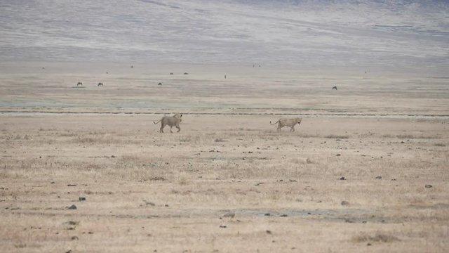 a 180p slow motion shot of a lion chasing an intruding lion at ngorongoro crater in tanzania