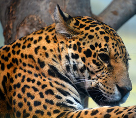 Jaguar is a cat, a feline in the Panthera genus only extant Panthera species native to the Americas. Jaguar is the third-largest feline after the tiger and lion, and the largest in the Americas. © Daniel Meunier