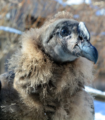 Baby Andean condor Vultur gryphus is a South American bird in the New World vulture family...
