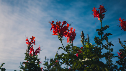 Floral with background of sky