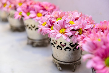 pink flowers in silver vases on the wooden table, lined flower pots, silver vases with pink flowers,  spring week, spring,springtime, mayflower, cowslip, primrose, silver vase