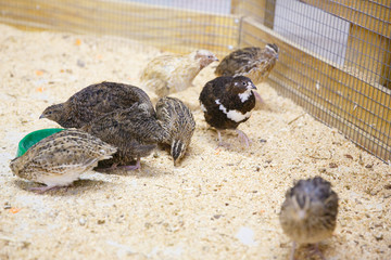 Animals in the Contact Zoo in the city. Feeding from the hands of pets. City leisure.