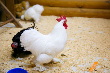 Animals in the Contact Zoo in the city. Feeding from the hands of pets. City leisure.