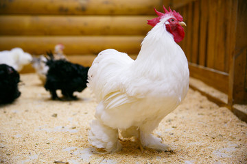 Animals in the Contact Zoo in the city. Feeding from the hands of pets. City leisure.