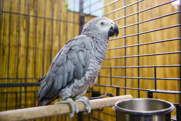 Animals in the Contact Zoo in the city. Feeding from the hands of pets. City leisure.