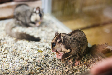 Animals in the Contact Zoo in the city. Feeding from the hands of pets. City leisure.