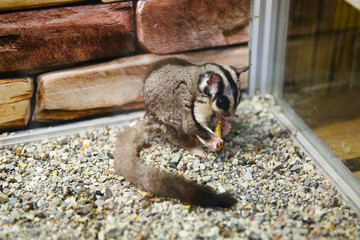 Animals in the Contact Zoo in the city. Feeding from the hands of pets. City leisure.