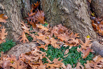 Dallas Arboretum and Botanic Garden in Winter - Fallen Oak Leaves at base of oak tree
