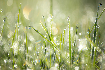 Green Grass with Dew Drops Macro Nature Background