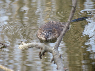 muskrat swimming