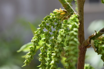 Walnut Flower