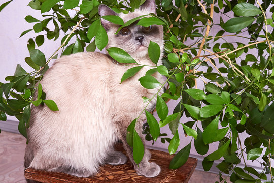 A funny cute young dark gray cat plays and eats the green leaves of a homemade medicinal plant Muraya. Treatments and vitamins for domestic cats. Animals and plants at home.
