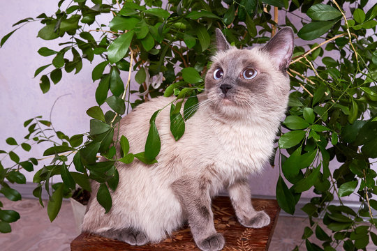 A funny cute young dark gray cat plays and eats the green leaves of a homemade medicinal plant Muraya. Treatments and vitamins for domestic cats