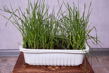 Green wheat sprouts in the White container on a wooden stand at home in the spring. green wheat sprouts in a white container on a wooden stand at home in spring. Healthy vegetarian food.