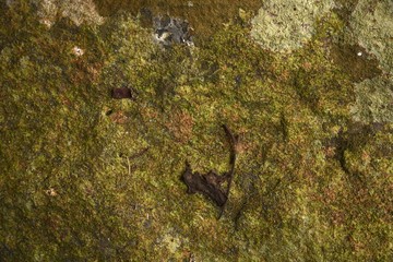 Moss background in nature