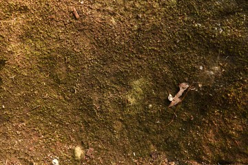 Moss background in nature