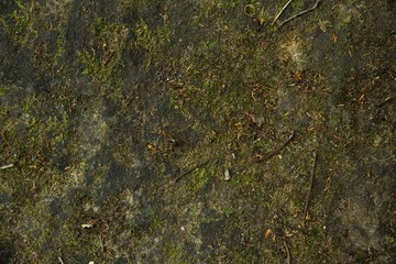 Moss background in nature