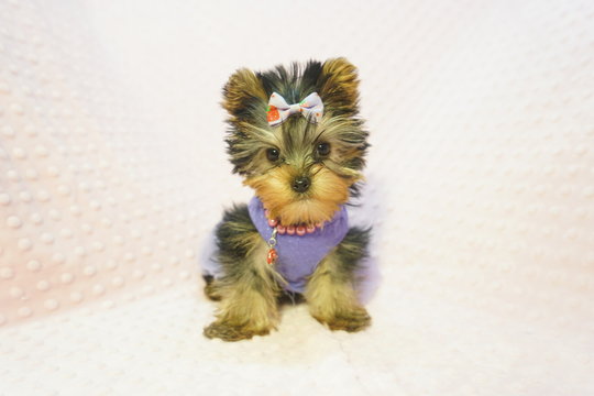 Teacup Yorkie Puppy