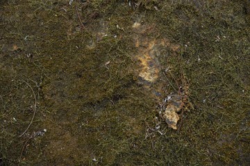 Moss background in nature