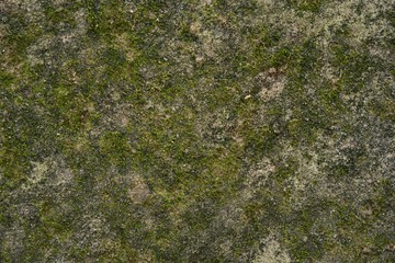 Moss background in nature