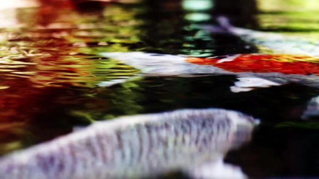 A colorful variety of ornamental Koi-Carp fishes or Kohaku is one of the gosanke, the &lsquo;Big Three&rsquo;, consisting of Kohaku, Sanke, and Showa, swimming gracefully in outdoor tranquil koi pond