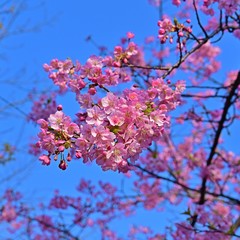 青空バックに満開の河津桜