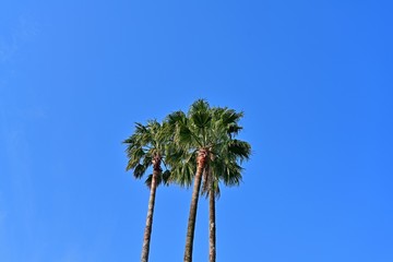 Obraz premium 青空バックのワシントンヤシ