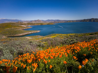 Lots of wild flower blossom at Diamond Valley Lake
