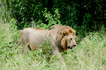 Portrait lion in Tarangire