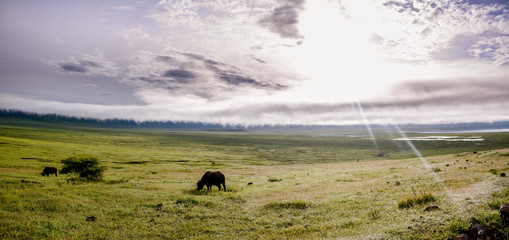 Landscape with Big Migration in Ngorongoro