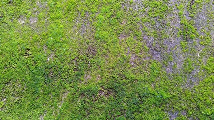green moss on the wall background