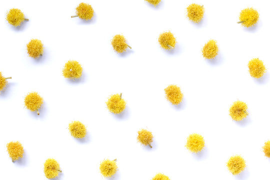 Flowers of yellow mimosa on a white isolated background. Mimosa inflorescences beautifully laid out on a white background. Background from inflorescences of mimosa.