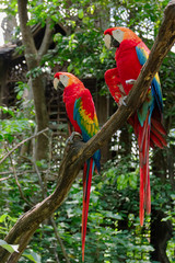 Pair of big Scarlet Macaws