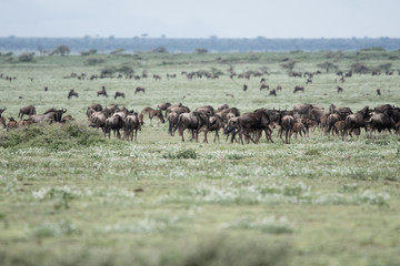 Naklejka na ściany i meble Landscape with Big Migration in Ngorongoro