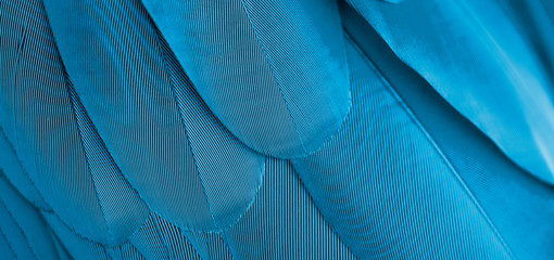 Macaw feathers in closeup