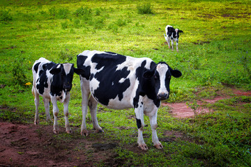 Vacas no campo