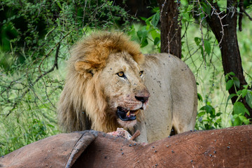 Portrait lion in Tarangire