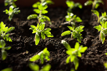 Seedlings tomato in the ground and illuminated by the morning sun. Tomato sprouts in the sun in the process of growth. Seedlings grow from fertile soil. Solar seedlings.